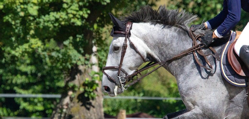 Insure Your Horse Insure Your Horse