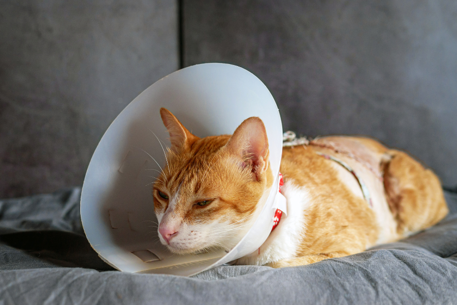 Orange and white cat wearing a recovery cone and a body bandage, resting.