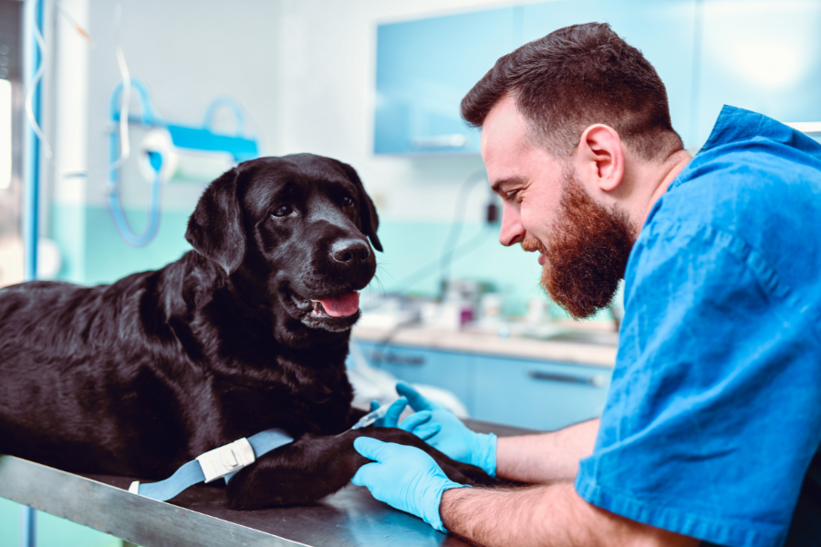 A veterinarian in blue scrubs and gloves examines a black Labrador on an examination table.