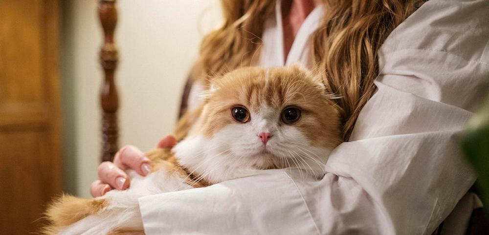 a woman is holding a cat in her arms while sitting in a chair .
