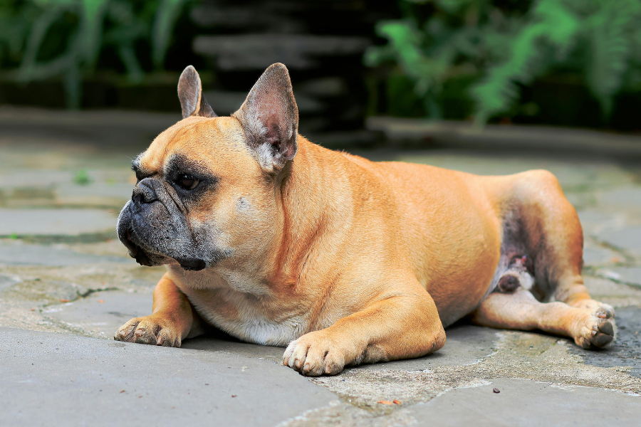 A fawn French Bulldog lying on a paved surface.