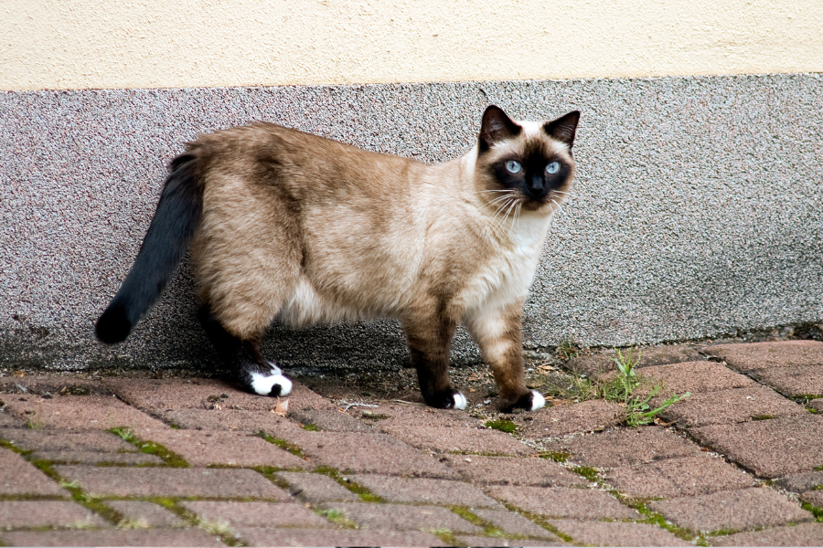 A seal point Siamese cat with blue eyes stands on a brick path.