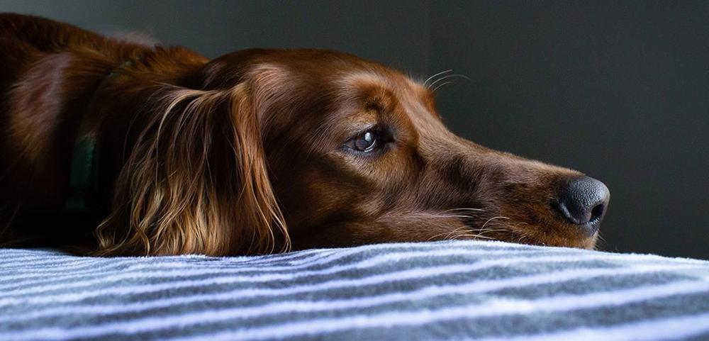 a brown dog is laying on a striped blanket on a bed . a brown dog is laying on a striped blanket on a bed .