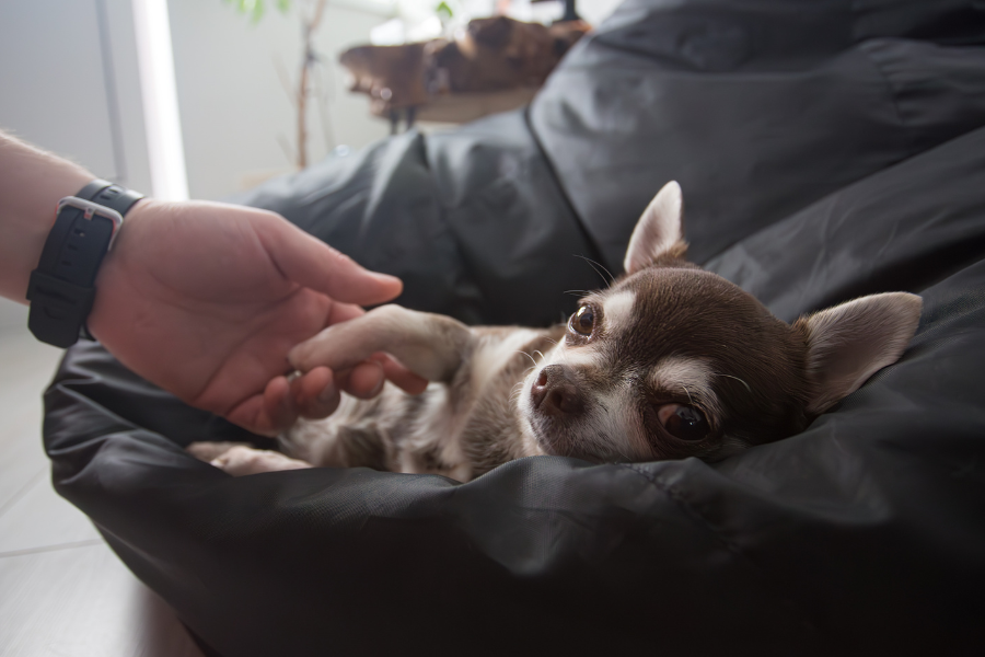 Chihuahua holding a human's hand while lying on a dark beanbag.