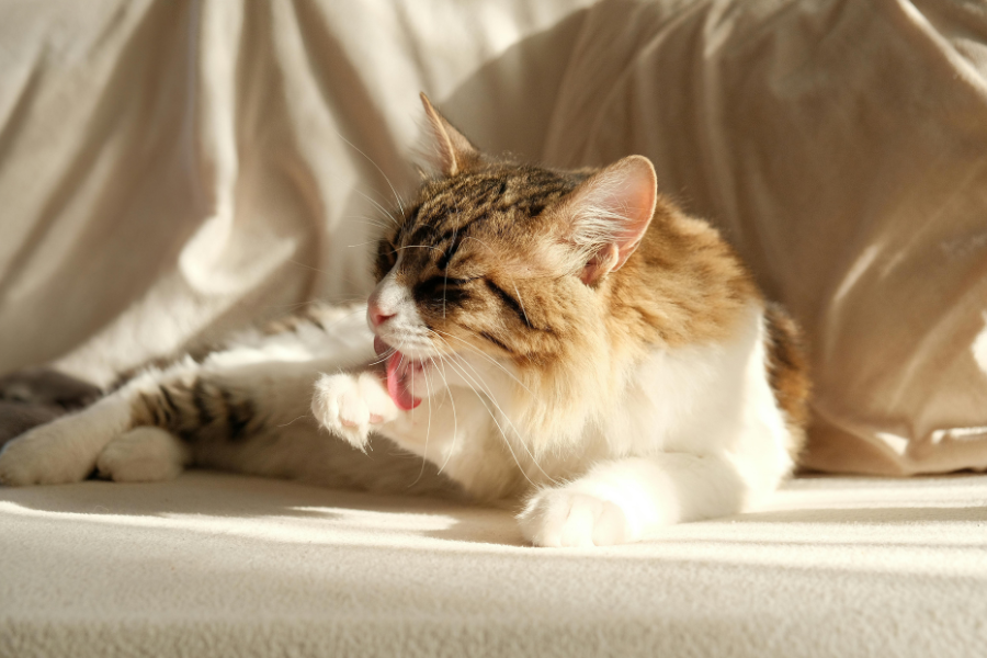 Tabby cat grooming its paw in sunlight.