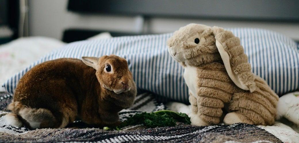 Why Rabbits are Suitable as Indoor Pets Why Rabbits are Suitable as Indoor Pets
