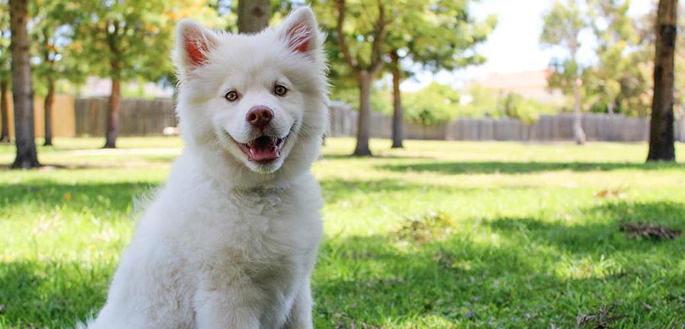a white dog is sitting in the grass in a park and smiling at the camera . a white dog is sitting in the grass in a park and smiling at the camera .
