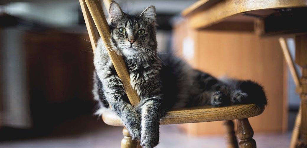Leaving Your Cat At Home Over The Holidays Leaving Your Cat At Home Over The Holidays