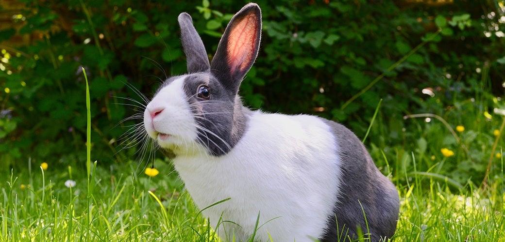 Six Fascinating Facts About Rabbits Six Fascinating Facts About Rabbits