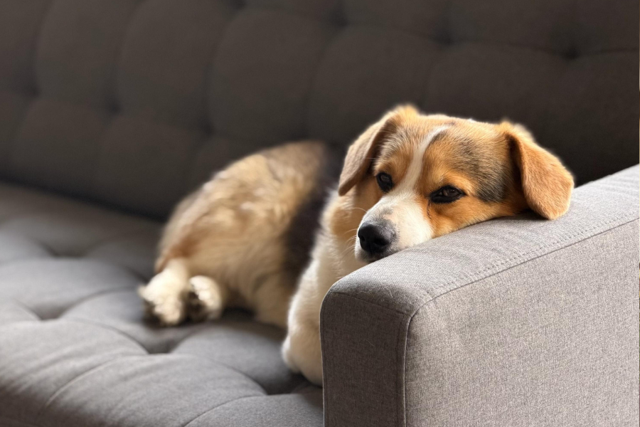 A tri-color dog resting its head on a grey sofa armrest.