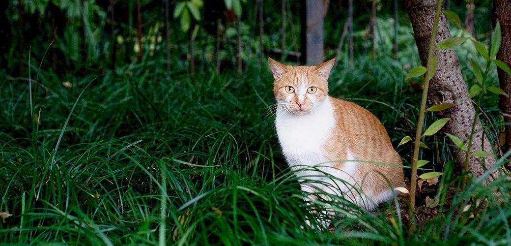 Why Do Cats Eat Grass? Why Do Cats Eat Grass?