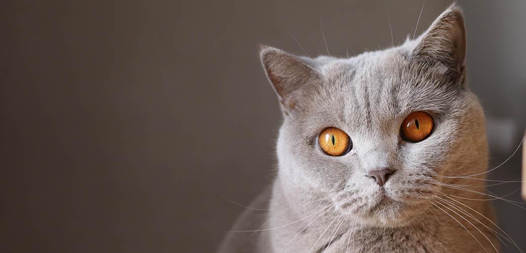 Cat Blindness: Causes and Treatment