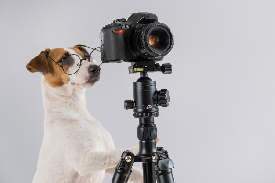 A Jack Russell Terrier wearing glasses looks at a camera on a tripod, with one paw on it.