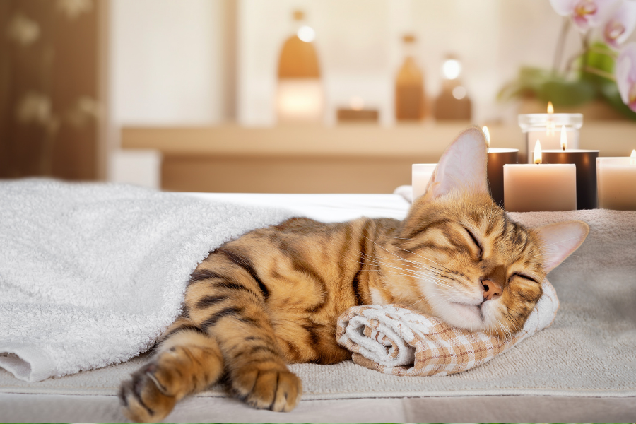 A Bengal cat sleeping soundly on a towel in a spa setting with candles.