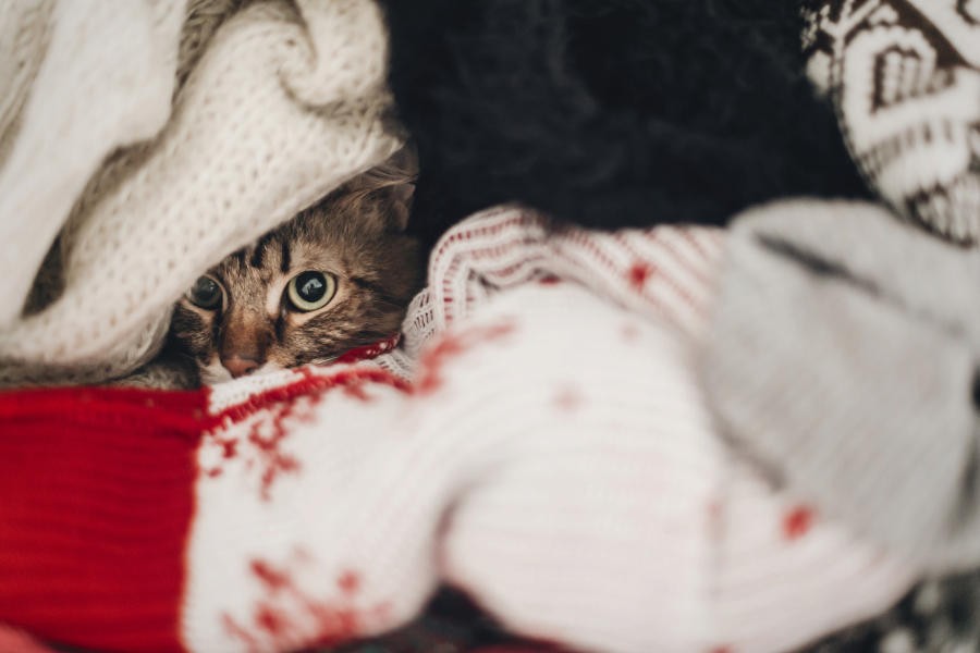 A tabby cat peeking out from a pile of colorful knit sweaters.