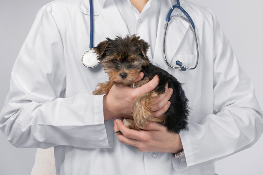 Veterinarian holding a small puppy.