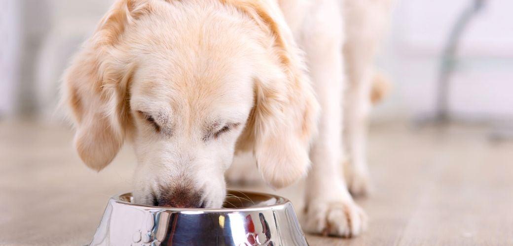 Dog losing weight? This could be why