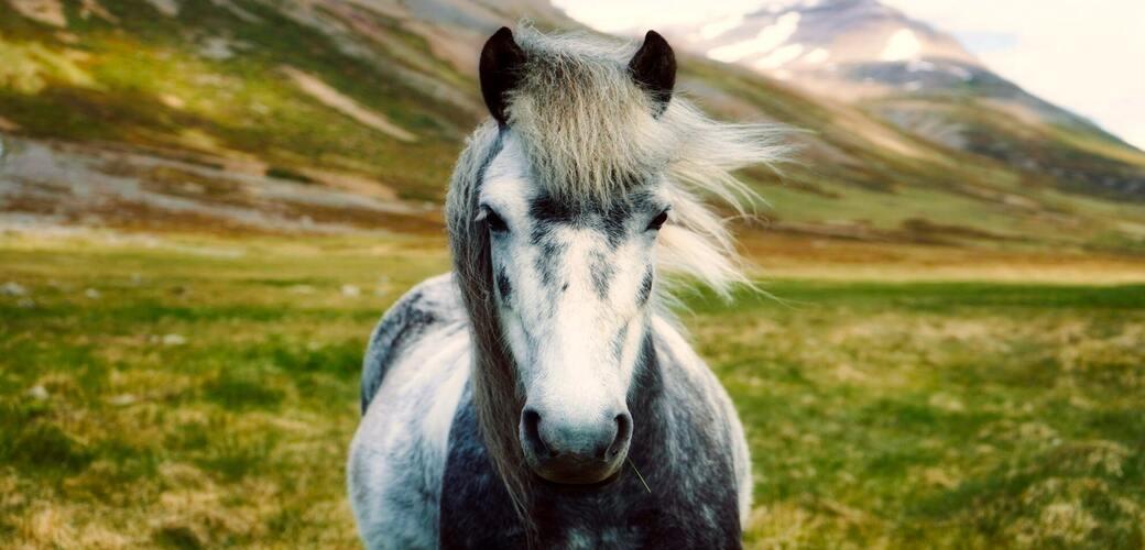 Looking after your horse’s hooves in winter Looking after your horse’s hooves in winter