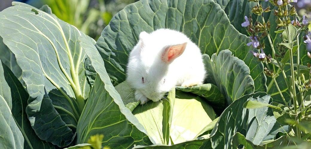 Rabbit Diet Rabbit Diet