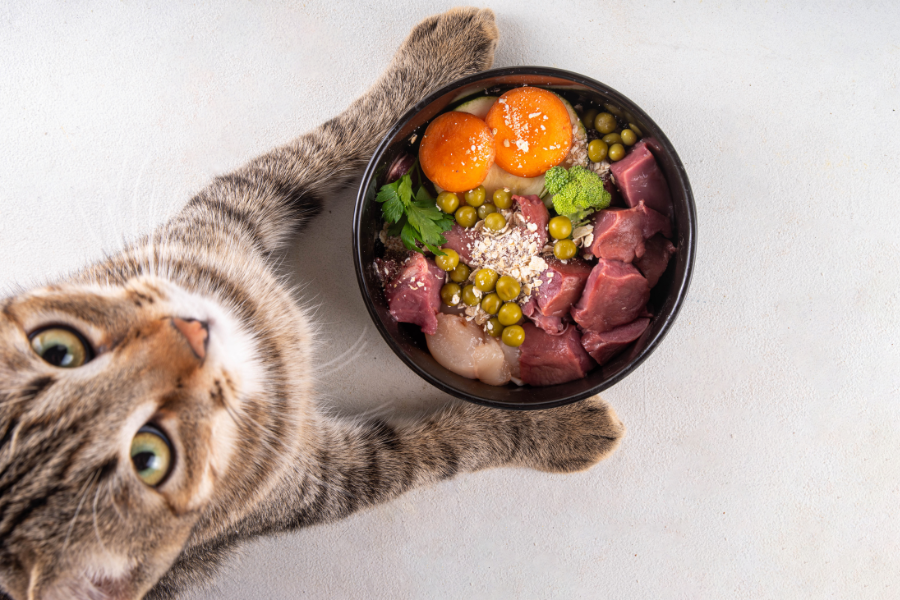 Tabby cat next to a bowl of raw pet food containing meat chunks, two egg yolks, and green peas.
