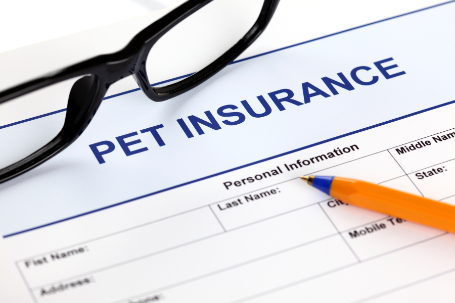 A Pet Insurance form with an orange pen and glasses.