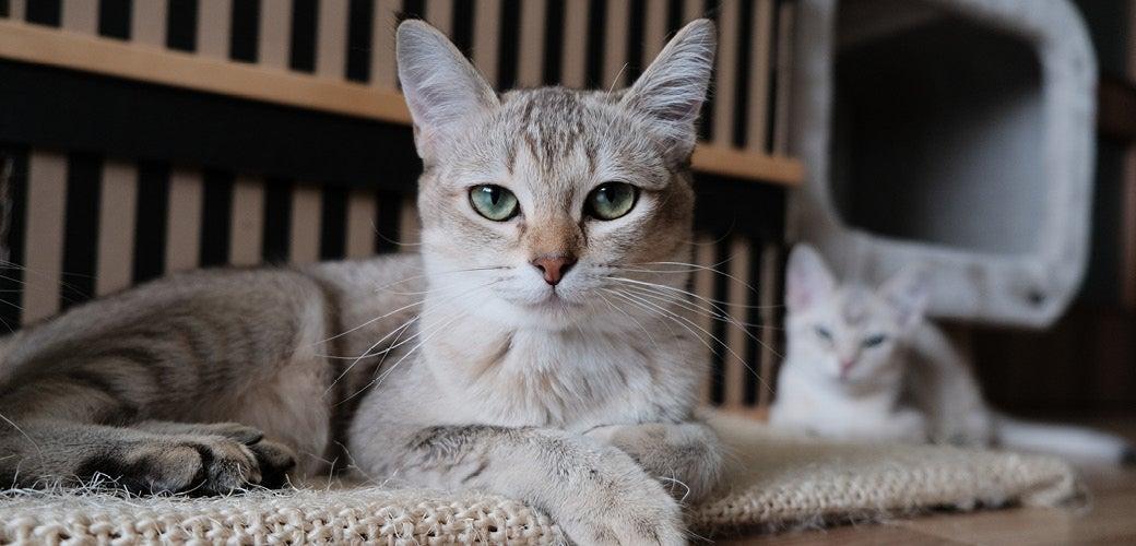 Top Tips for Your Cat’s Litter Trays Top Tips for Your Cat’s Litter Trays