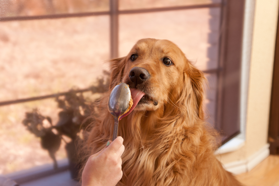 Golden retriever licking peanut butter from a spoon.