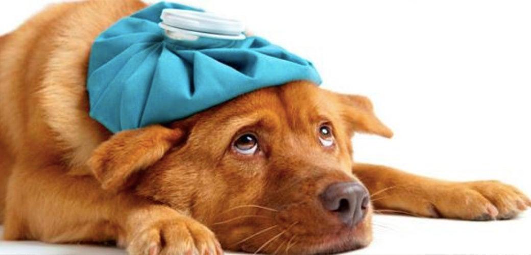 Pet First Aid Pet First Aid