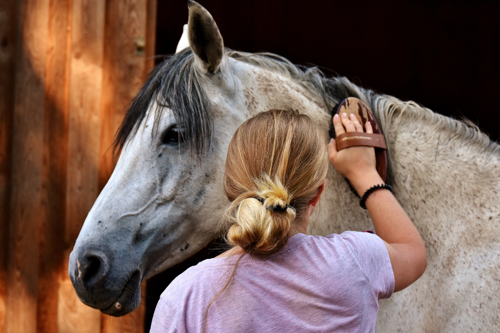a girl brushes a horse 's mane with a brush that says ' saddle ' on it