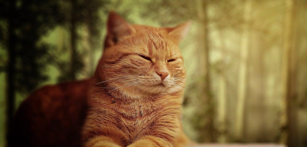 Identify and Treat Osteoarthritis in Cats Identify and Treat Osteoarthritis in Cats