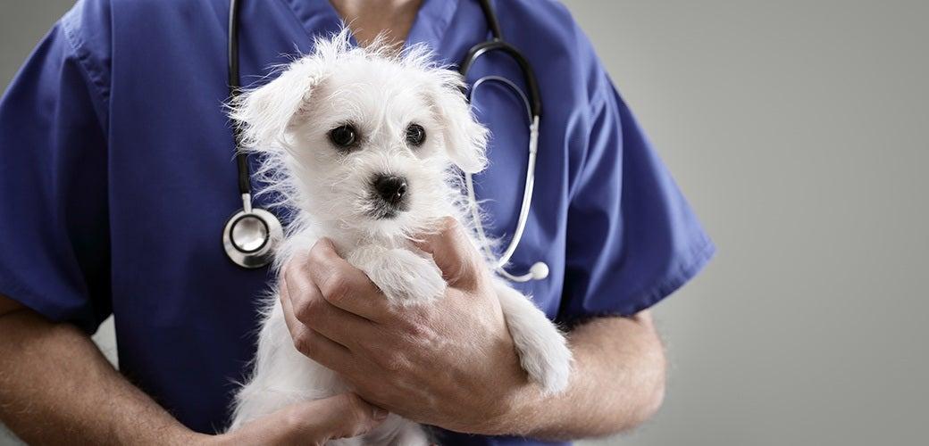 Dog Vaccines