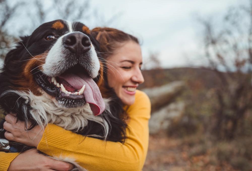 A smiling woman embraces a happy Bernese Mountain Dog.