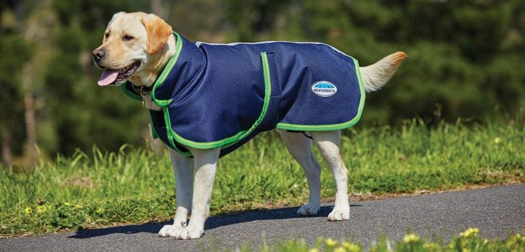 There is no harm putting clothes on your dog. There is no harm putting clothes on your dog.