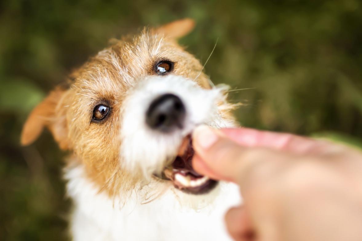 a small brown and white dog biting a person 's finger a small brown and white dog biting a person 's finger