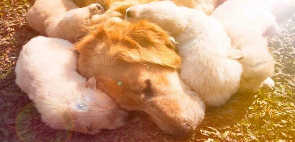 a dog is nursing her puppies in the grass .