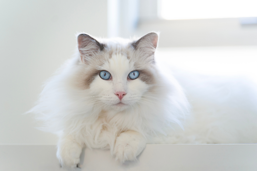 A fluffy white Ragdoll cat with bright blue eyes.