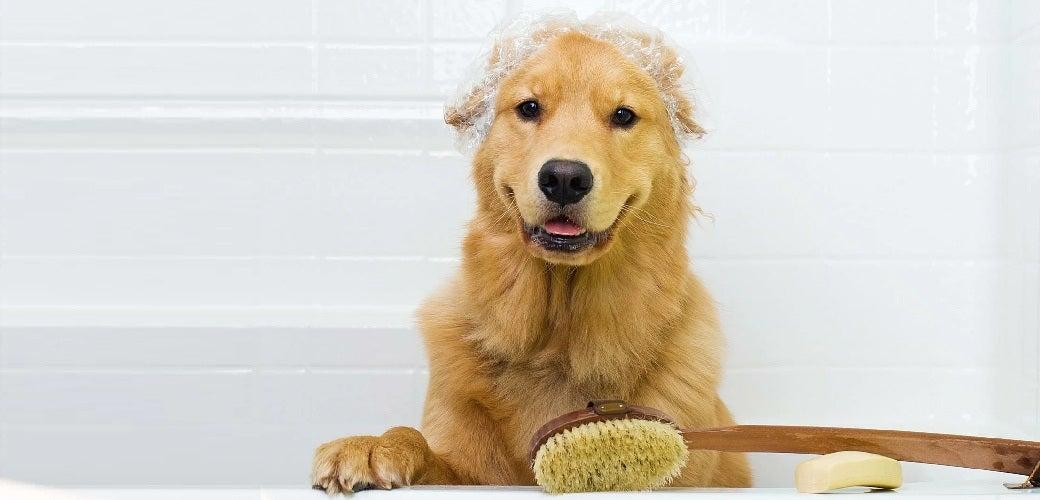 Dog Washing