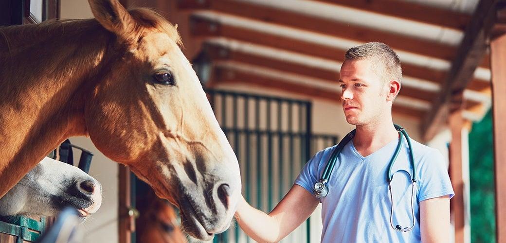 Horse Flu Horse Flu