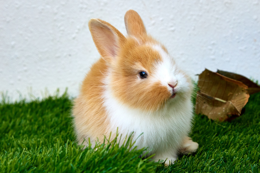 A fluffy brown and white rabbit sits on green grass.