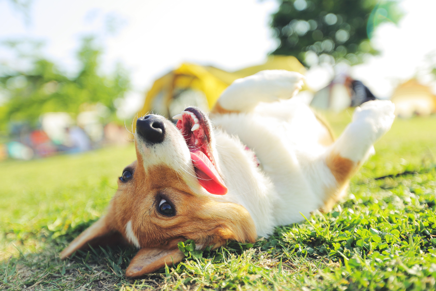 A brown and white dog lies on its back in the grass, mouth open with tongue out and paws in the air.