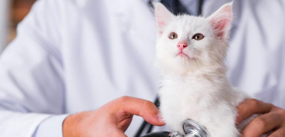a doctor is examining a white kitten with a stethoscope . a doctor is examining a white kitten with a stethoscope .