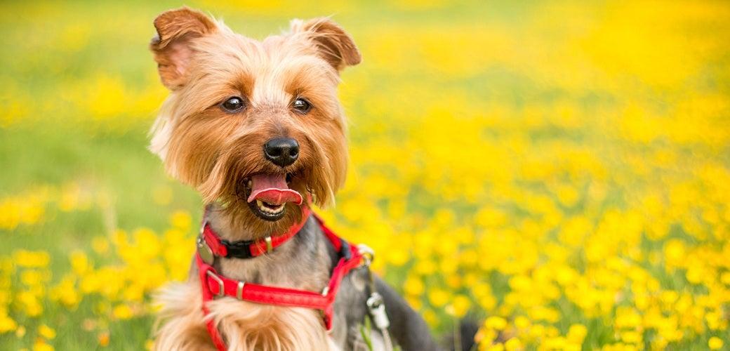 6 Essential Nutrients for a Healthy Dog 6 Essential Nutrients for a Healthy Dog