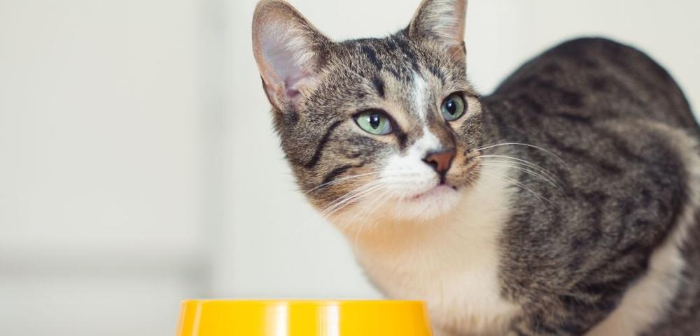 a cat is sitting next to a yellow bowl of food . a cat is sitting next to a yellow bowl of food .