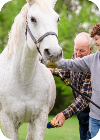 a man brushes a white horse with a brush