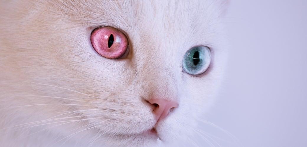 How to Care for Your Cat’s Eyes