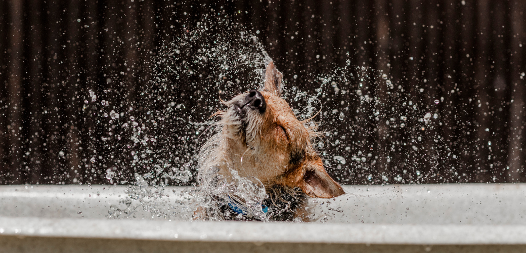 Ensuring a Happy, Safe Dog Summer