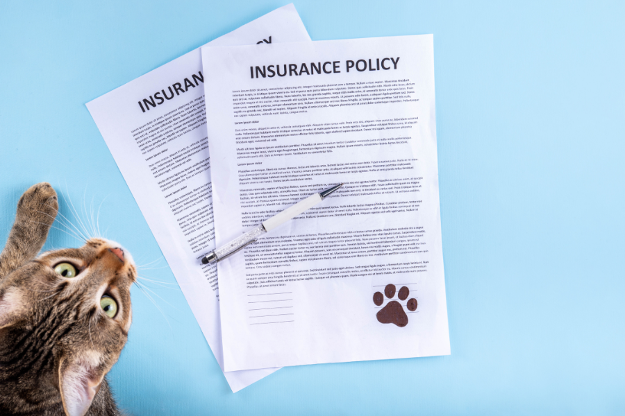 Tabby cat looking at pet insurance policies, a pen, and a paw print.