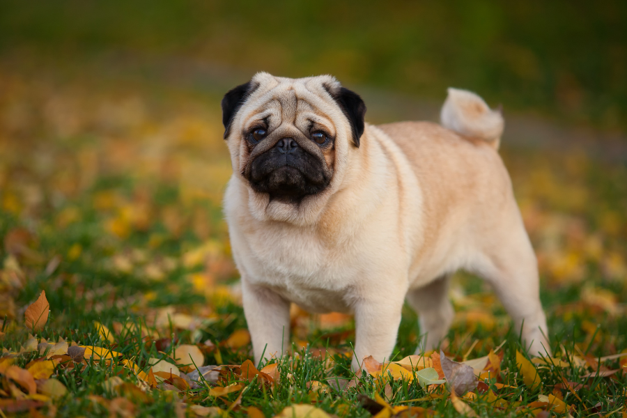 A fawn pug stands on grass with scattered autumn leaves.