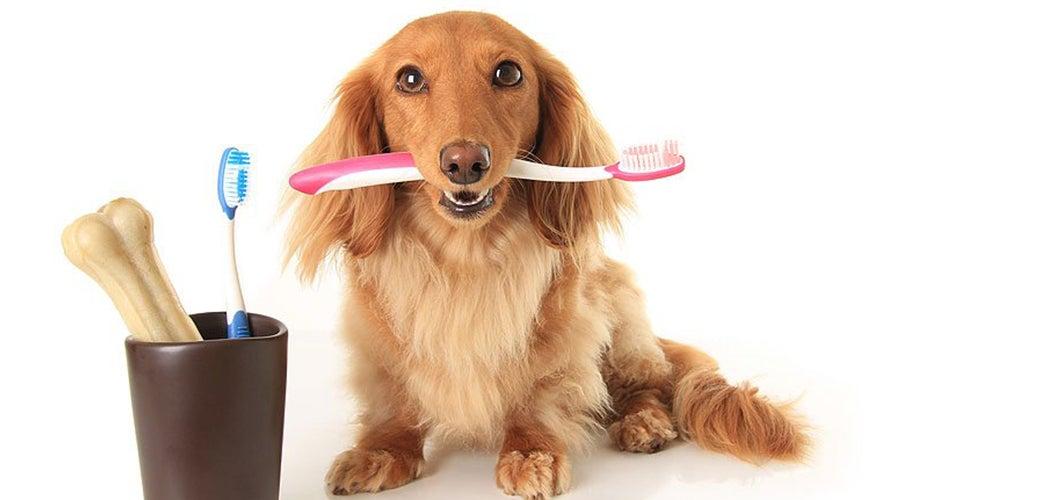 Easy Steps to Brush Your Dog’s Teeth