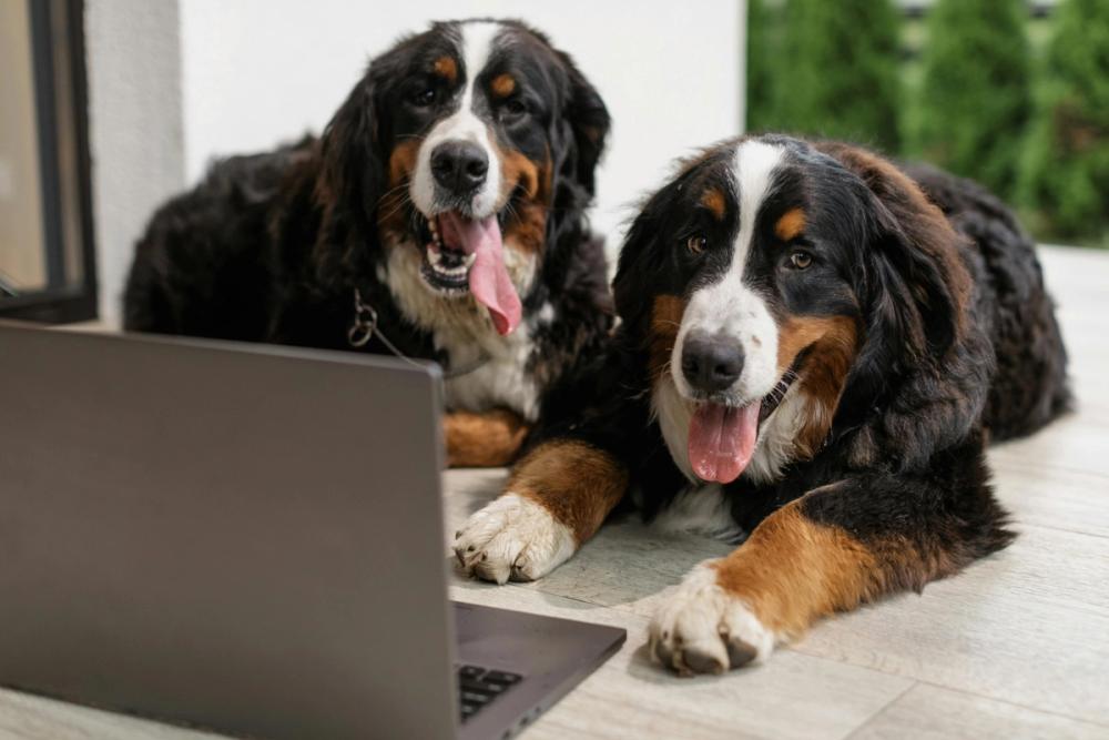 two bernese mountain dogs are looking at a laptop computer . two bernese mountain dogs are looking at a laptop computer .